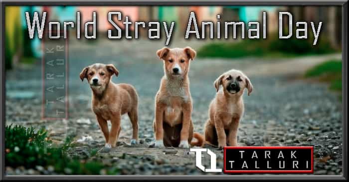 World Stray Animal Day